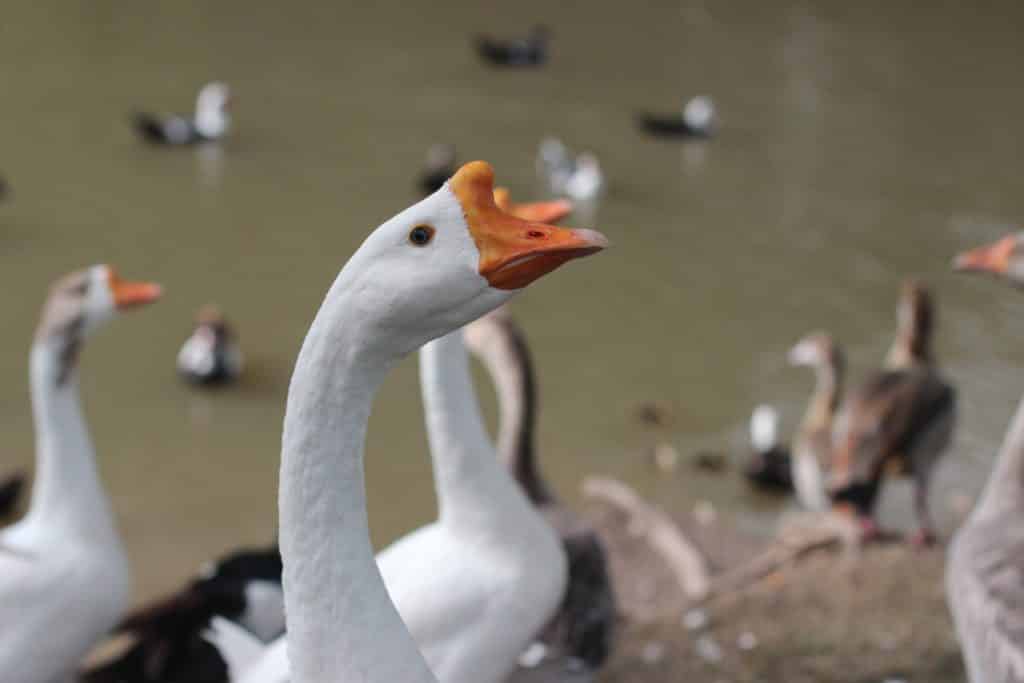 Free Jigsaw Puzzles - Blue-Eyed Goose