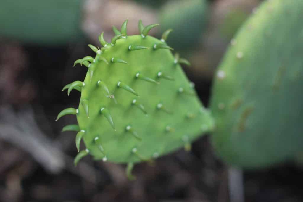 Creepy Cactus Puzzle