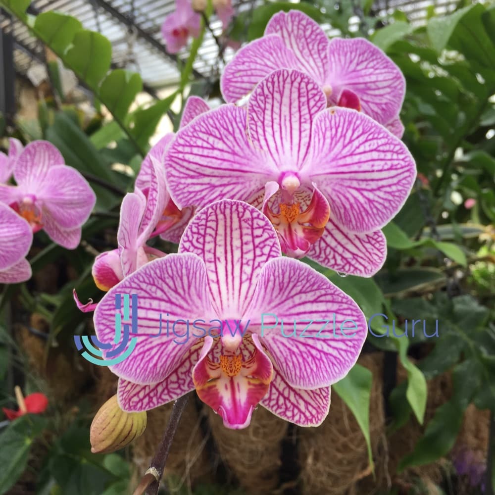 orchid jigsaw