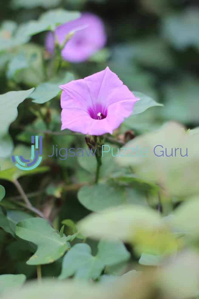 purple flower jigsaw puzzle