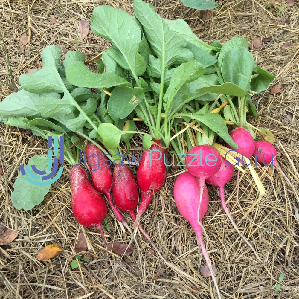 Radishes Puzzle