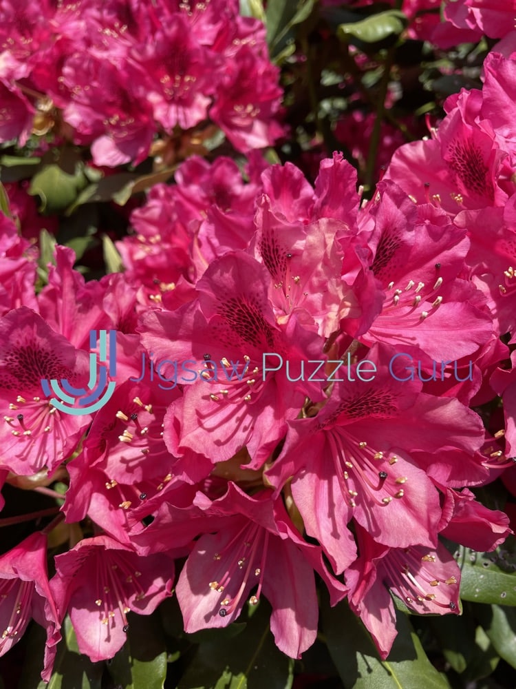 Rhododendrons Flower Puzzle