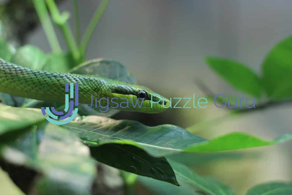 snake puzzle