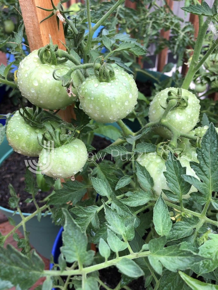 Green Tomatoes Jigsaw Puzzle