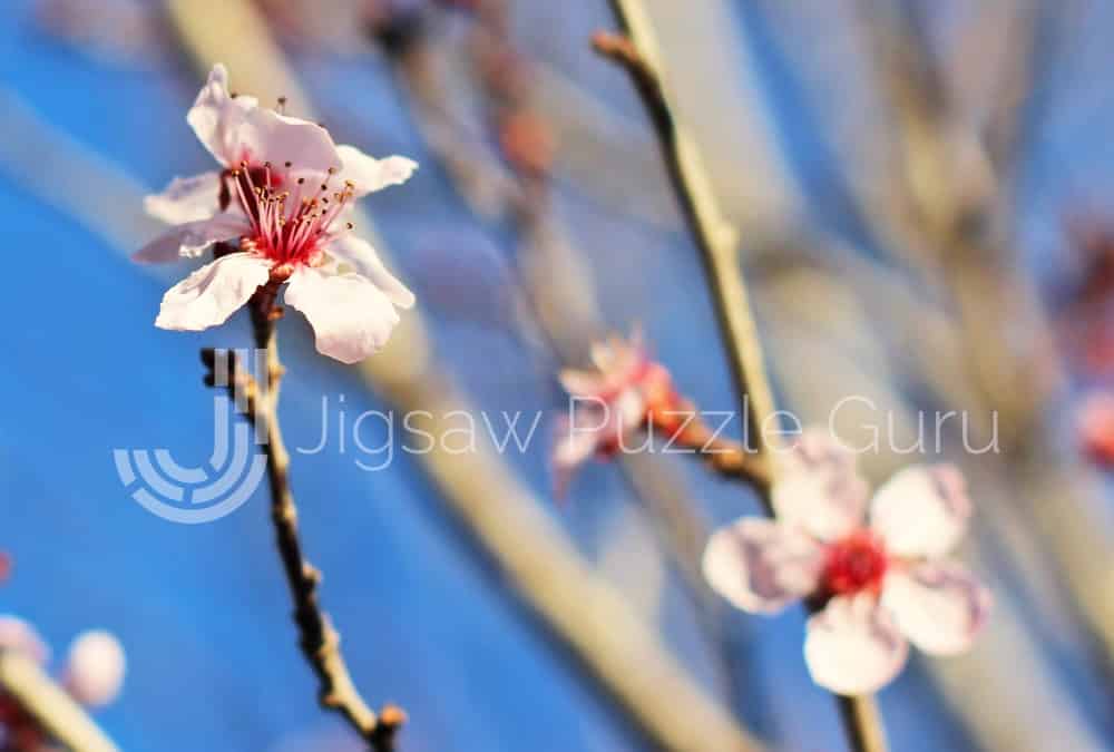 Free Online Jigsaws - Peach Blossom