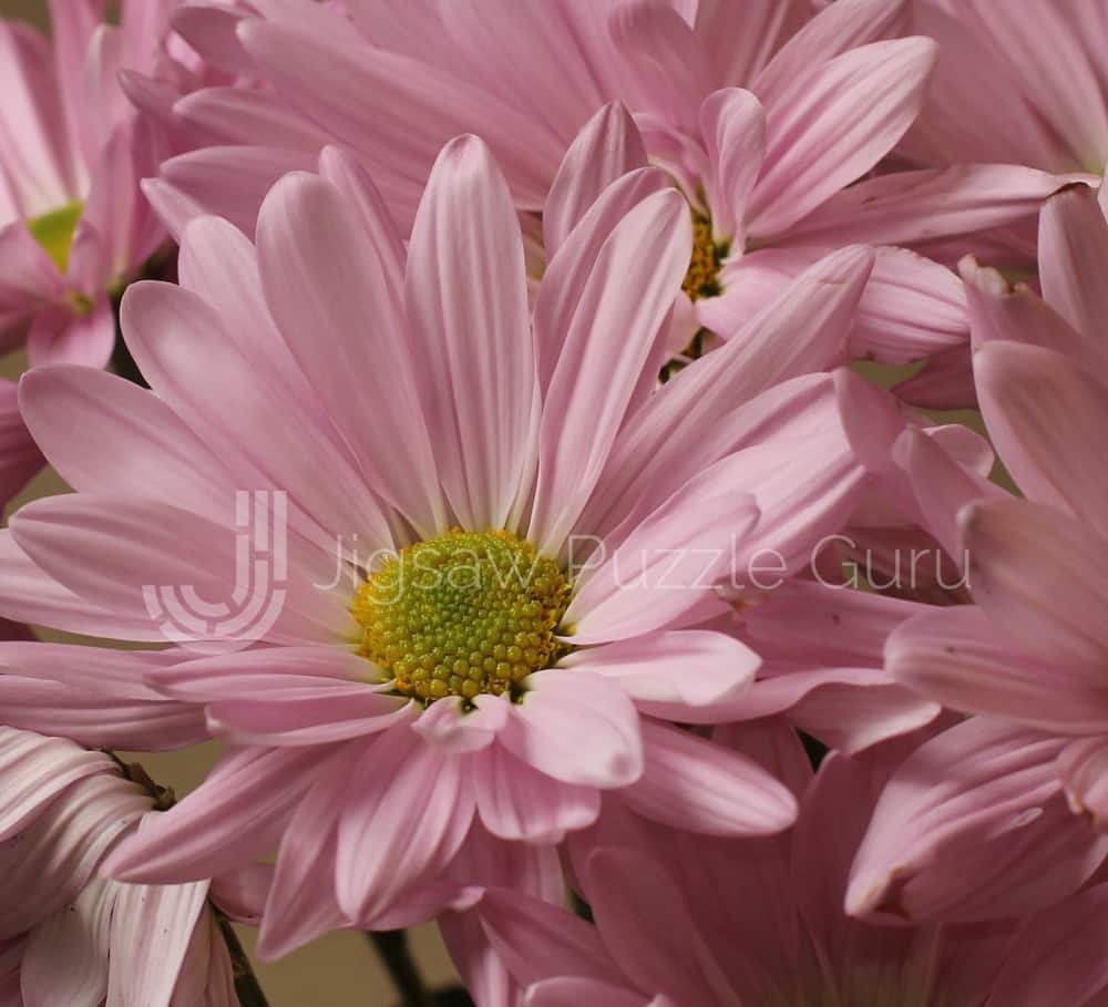 Pink Daisy Puzzle