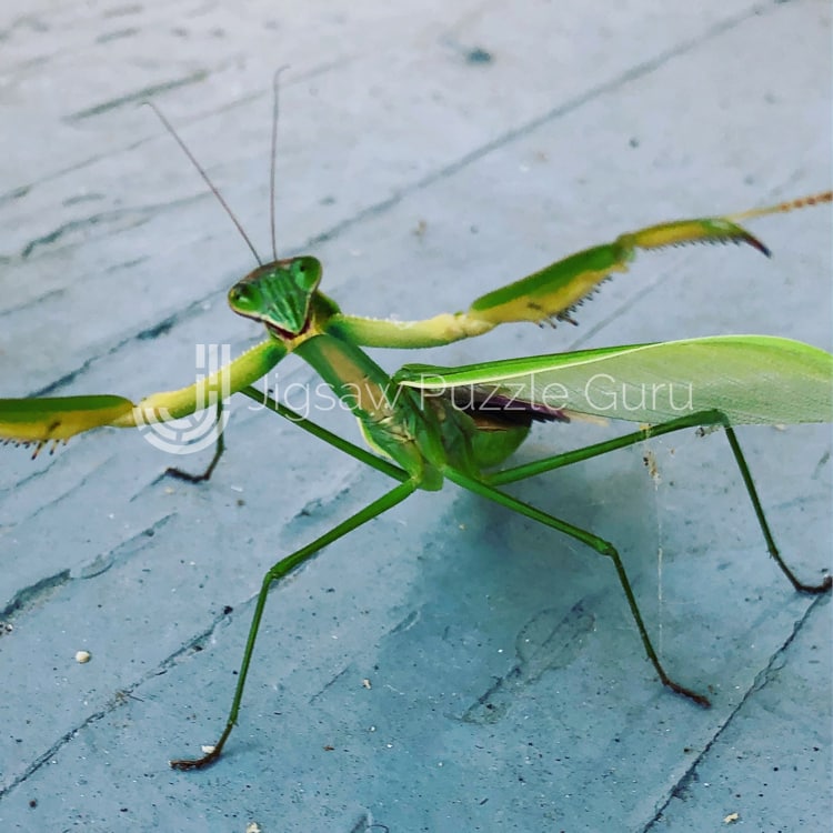 Praying Mantis Puzzle