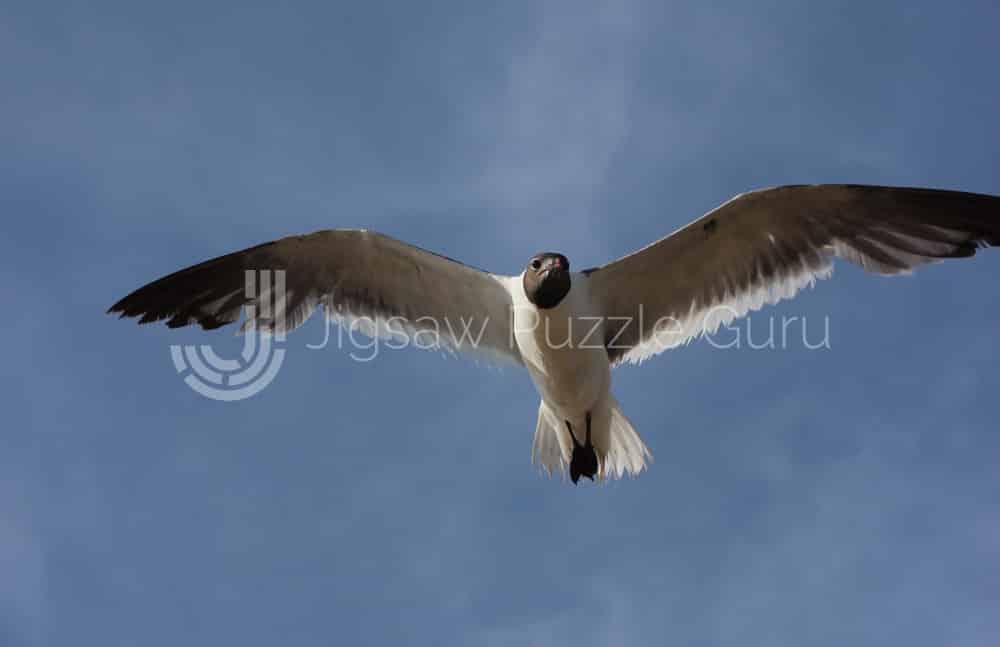 Daily Jigsaw - Summer Seagull