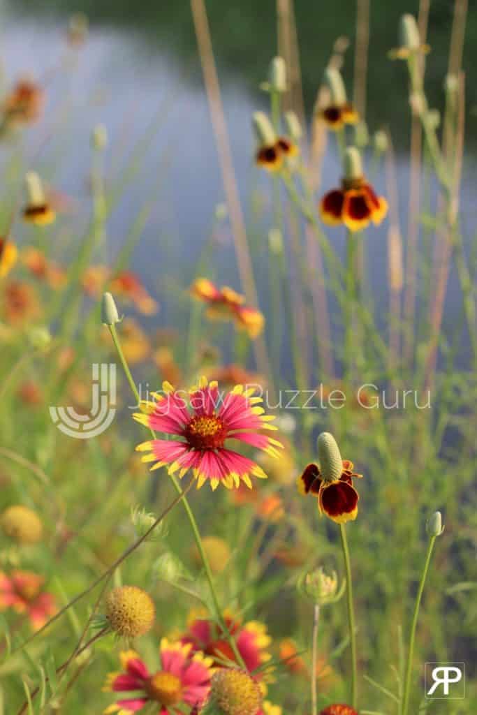 Texas Wildflower Puzzle